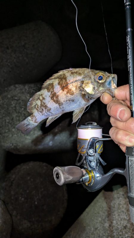 メバリング再始動