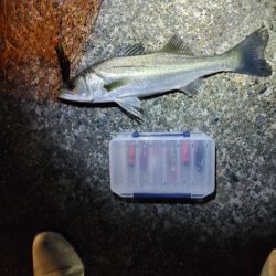 フッコ45cmと38cm