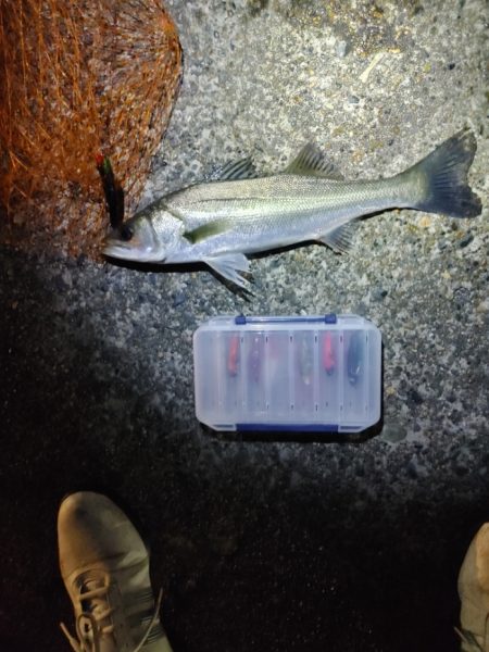 フッコ45cmと38cm