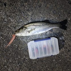 フッコ40～42cmを3匹