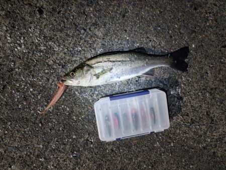 フッコ40～42cmを3匹