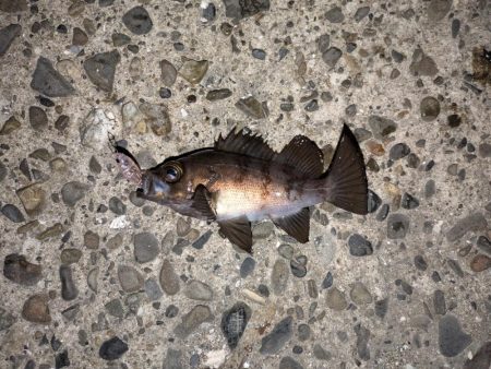 プチ冬眠からの目覚めプラッキング