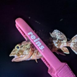 静岡県某所 ナイトアジング