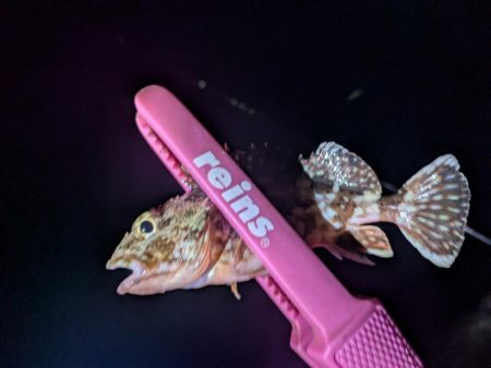 静岡県某所 ナイトアジング