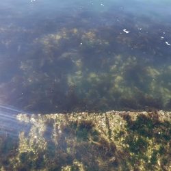 東浦〜穴釣り〜昼