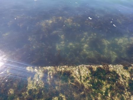 東浦〜穴釣り〜昼