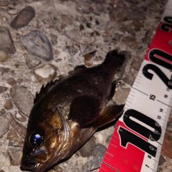 電気浮き釣り 3