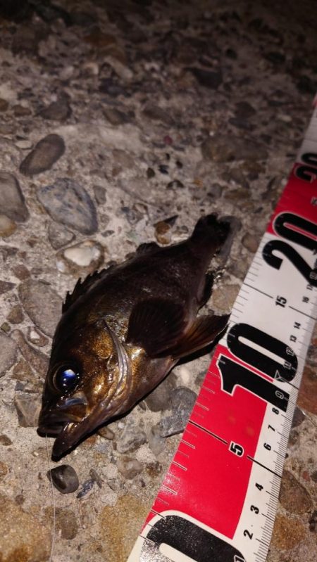 電気浮き釣り 3