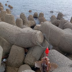 テトラ穴釣り、カサゴ良釣