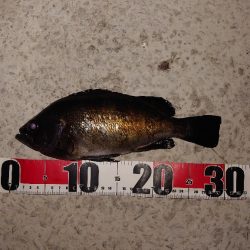 電気ウキ釣り 4 (自己記録更新)