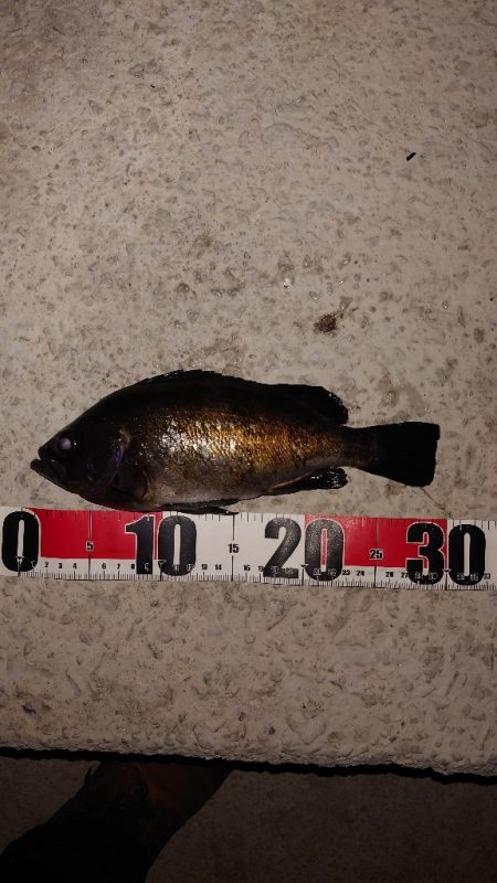 電気ウキ釣り 4 (自己記録更新)