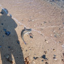 青天、浜からボラフィッシング