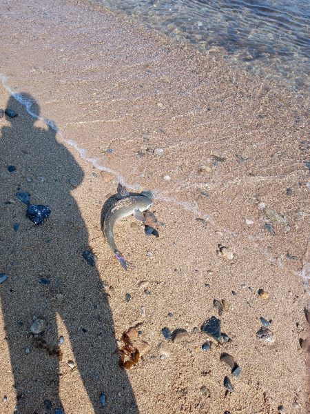 青天、浜からボラフィッシング