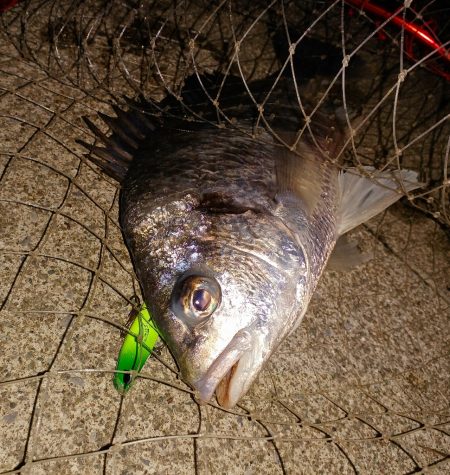 乗っ込みチヌかい？