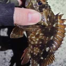 困ったときのカサゴ