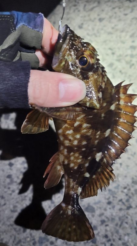 困ったときのカサゴ