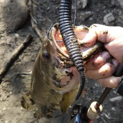 デスアダーで2本