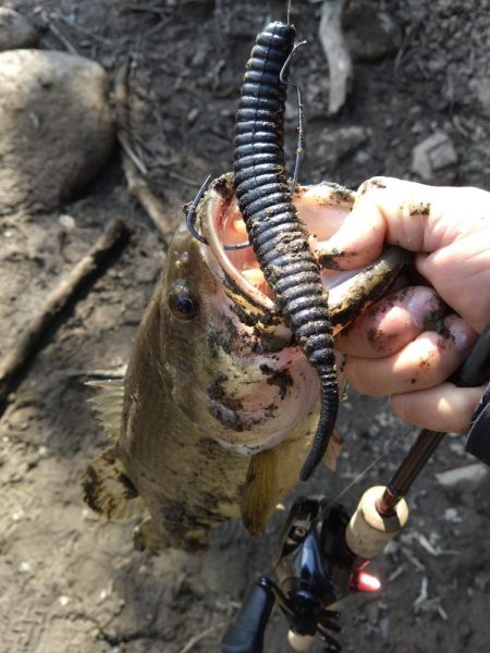 デスアダーで2本