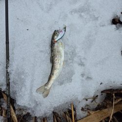 寒い雨で活性低い