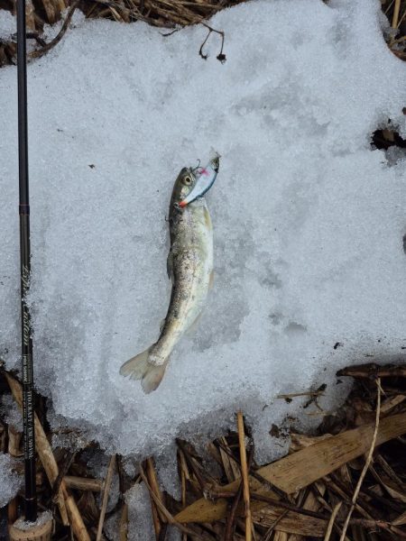 寒い雨で活性低い