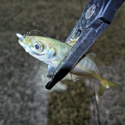 陸っぱり釣行記