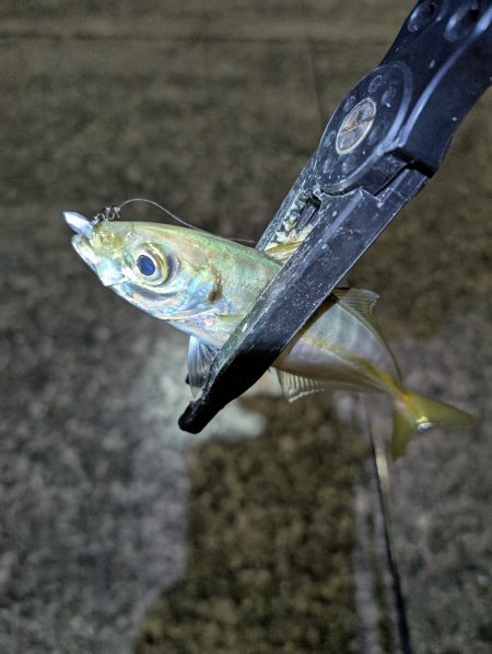 陸っぱり釣行記