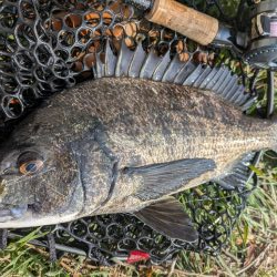 広島チニング今年初の年無しゲット!