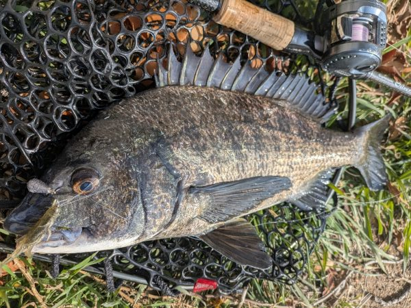 広島チニング今年初の年無しゲット!