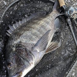 激渋→夕マヅメ大逆転広島チニング