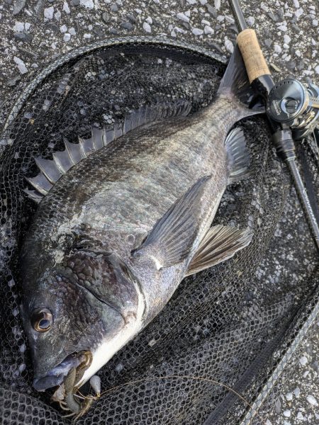 激渋→夕マヅメ大逆転広島チニング