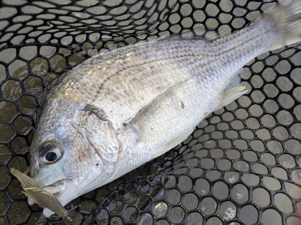 広島チニング雨パワー炸裂?