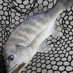 開幕直前？広島チニング