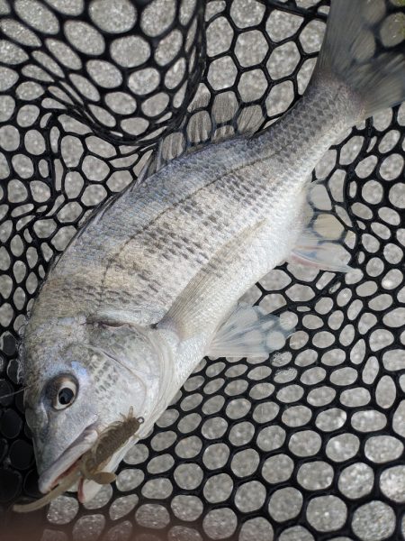 開幕直前？広島チニング