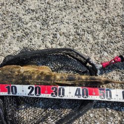 チニングでカレイとマゴチ！