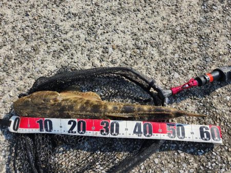 チニングでカレイとマゴチ！