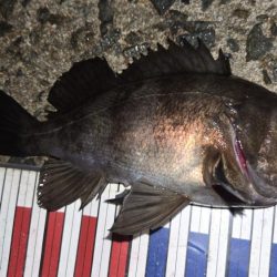 良型メバル連発！