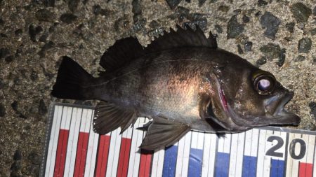 良型メバル連発！