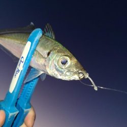 春パターンアジング