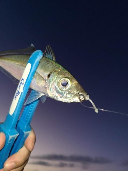 春パターンアジング