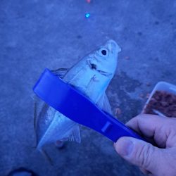 真夜中のアジ釣り
