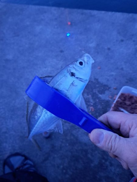 真夜中のアジ釣り