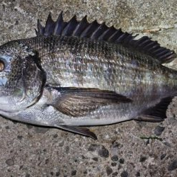 淡路島メバリング