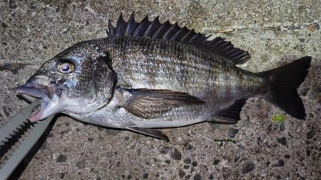 淡路島メバリング