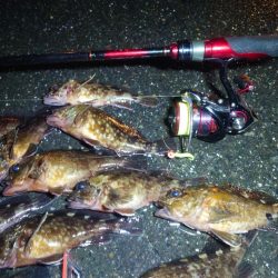 ボートメバリング