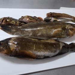 粘り勝ちでアイナメ