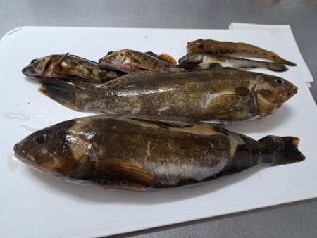 粘り勝ちでアイナメ