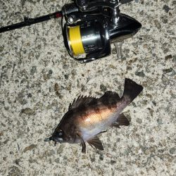 メバル、おったぁー