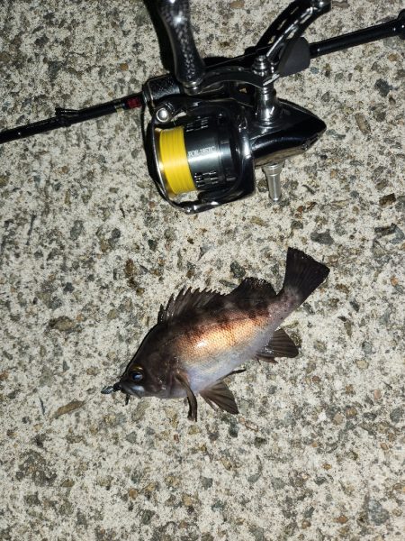 メバル、おったぁー