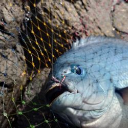 良型連発！西ノ島の寒グレ釣り