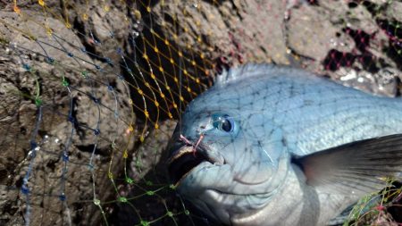 良型連発！西ノ島の寒グレ釣り